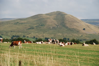 knock cross cows grazing